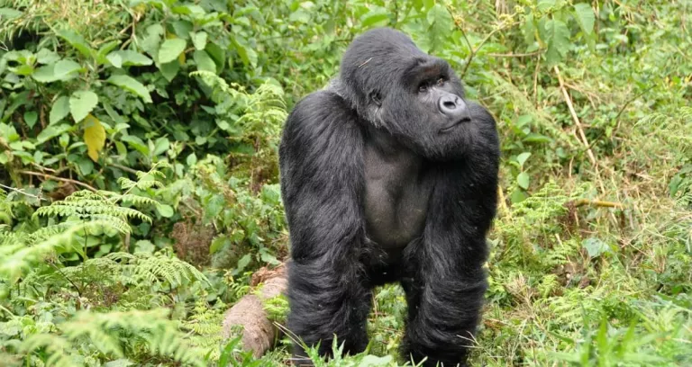 Gorilla Silverback Scimmia Ruanda
