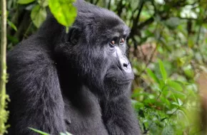 Bwindi Impenetrable National Park, Uganda: dove si trova, quando andare e cosa vedere