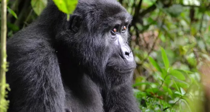 Gorilla Uganda Bwindi Africa