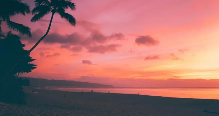 Palm Trees On Beach During Sunset