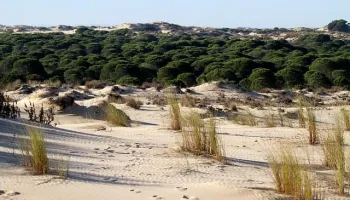 Parco nazionale di Doñana