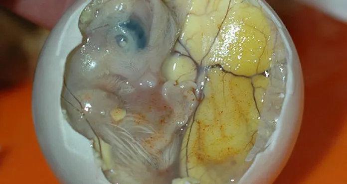 Inside A Balut Embryo And Yolk