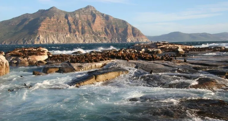 Isola Di Duiker Sud Africa Cape