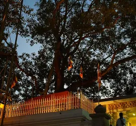 Classifica alberi più vecchi del mondo