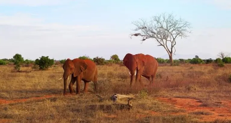 kenia tsavo safari natura