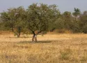 Safari in Gambia