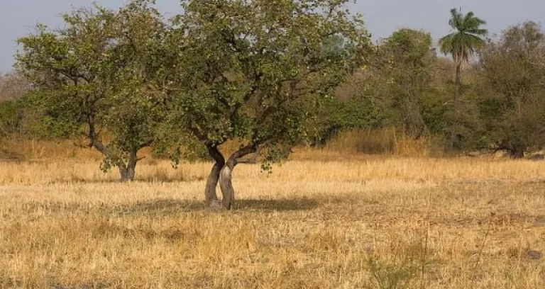 Kiang West Savanna