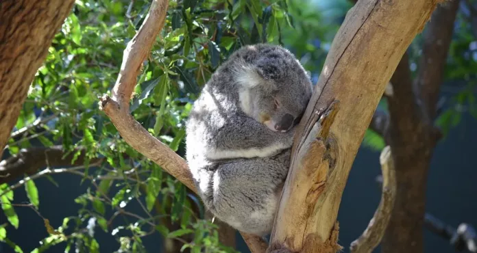 Koala Marsupiale Animale Carino