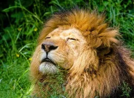 Safari in Zambia: prezzi, quando andare e dove