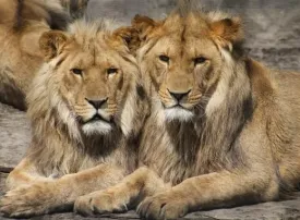 Safari in Sudafrica: prezzi, quando andare e dove