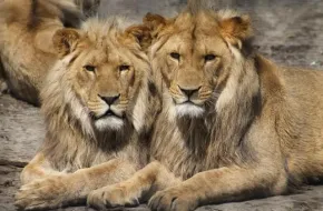 Safari in Sudafrica: prezzi, quando andare e dove