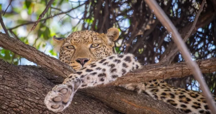 Leopardo Albero Femminile Riposo