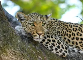 Safari in Uganda: prezzi, quando andare e dove