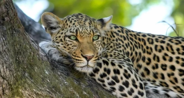 Leopardo Gatto Selvatico