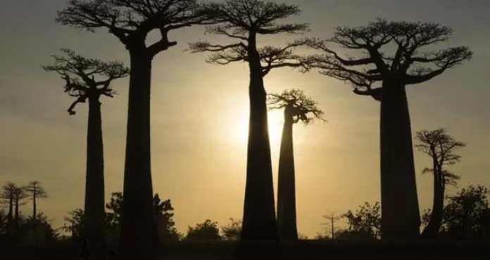 Madagascar Baobab Albero Natura