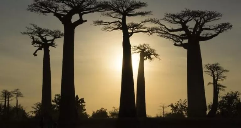 Madagascar Baobab Albero Natura