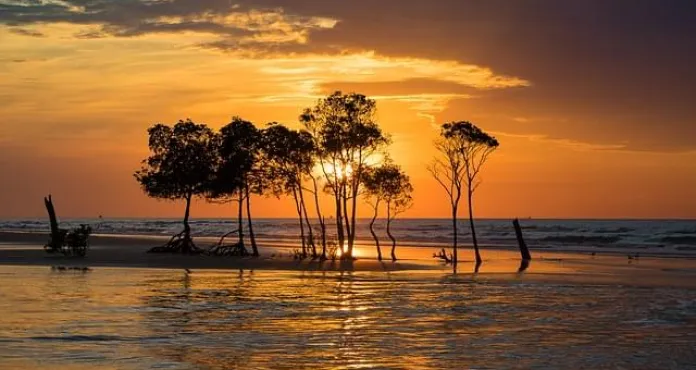 mangrovie isole tiwi australia