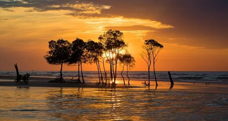 mangrovie isole tiwi australia