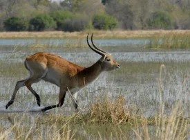 Moremi Game Reserve, Botswana: dove si trova, quando andare e cosa vedere