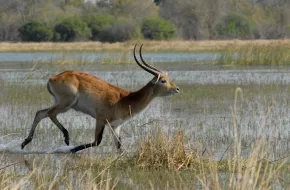 Moremi Game Reserve, Botswana: dove si trova, quando andare e cosa vedere