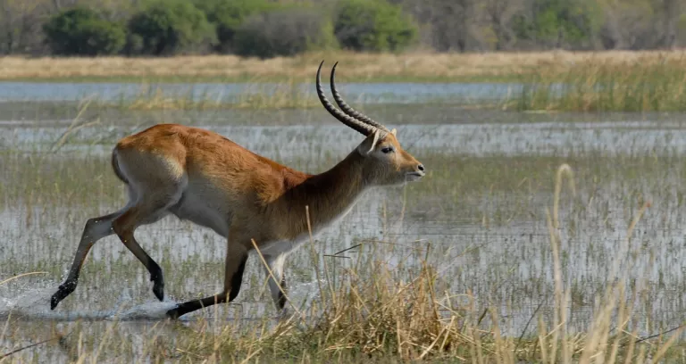 Marsh Antilope Botswana Moremi