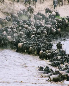 Masai Mara