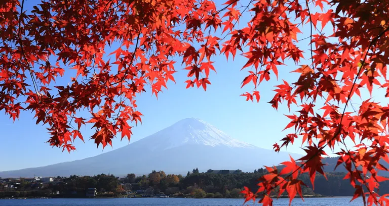 Momiji And Mount Fuji