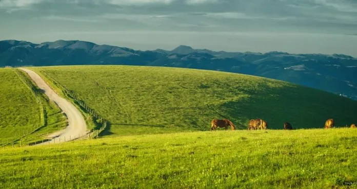 Umbria Italia Monte Subasio Cavalli