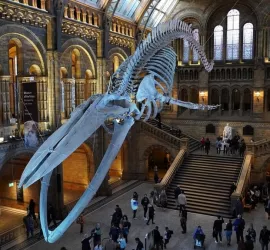 I parchi e musei di dinosauri da visitare d'Europa