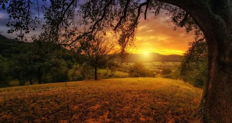 Natura Albero Dawn Paesaggio