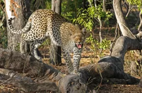 Central Kalahari Game Reserve, Botswana: dove si trova, quando andare e cosa vedere
