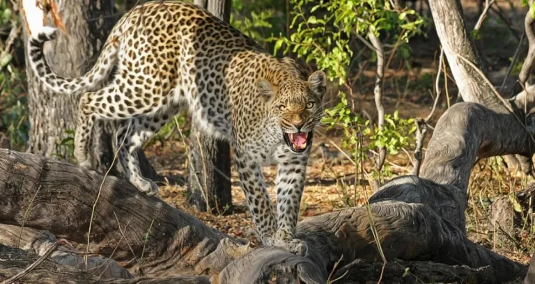 Nature Africa Wilderness Cat