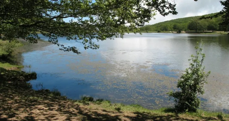 Natura Parco Lago Cielo Verde