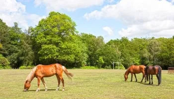 New Forest e Brockenhurst