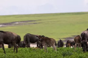Ngorongoro Conservation Area, Tanzania: dove si trova, quando andare e cosa vedere