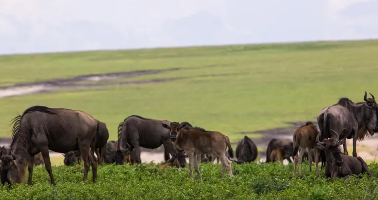 Ngorongoro Conservation Area Tanzania