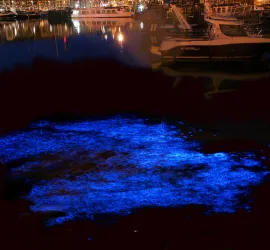 La spiaggia di Vaadhoo: il Mare delle Stelle nelle Maldive