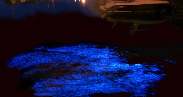 Noctilucascintillans