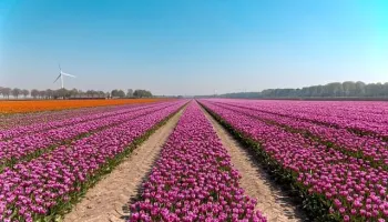 Tour dei tulipani e giardino floreale Keukenhof