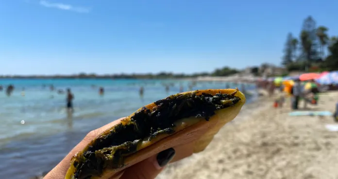 Ortigia scacce