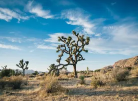 Joshua Tree National Park, California: dove si trova, quando andare e cosa vedere