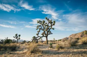 Joshua Tree National Park, California: dove si trova, quando andare e cosa vedere