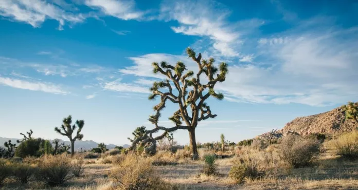 Paesaggio Del Deserto Joshua Tree