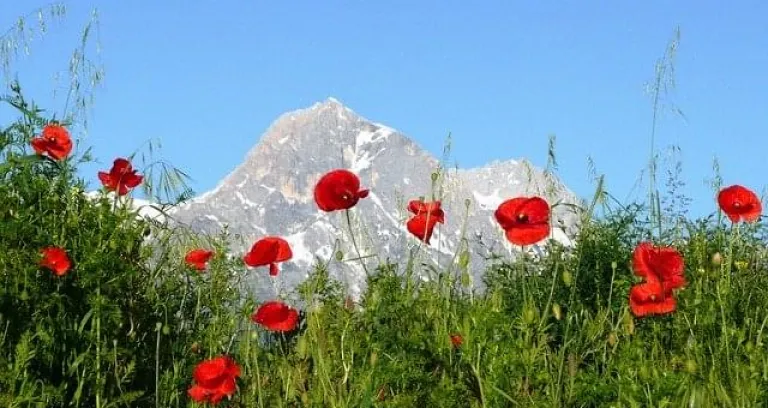 Papaveri Montagna Italia Abruzzo 1