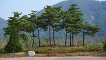 Nami Island e Petite France