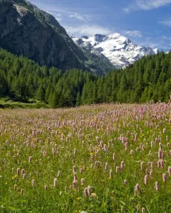 Parco del Gran Paradiso