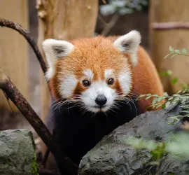 Gli Zoo più belli e grandi d'Italia da visitare!