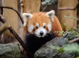 Gli Zoo più belli e grandi d'Italia da visitare!