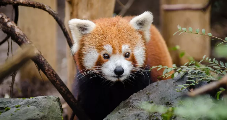 Animale Panda Rosso Carino Natura