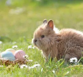 Pasqua nel Mondo: ecco come si festeggia